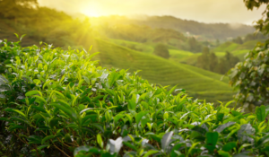 Celebrate Earth Day with Tea